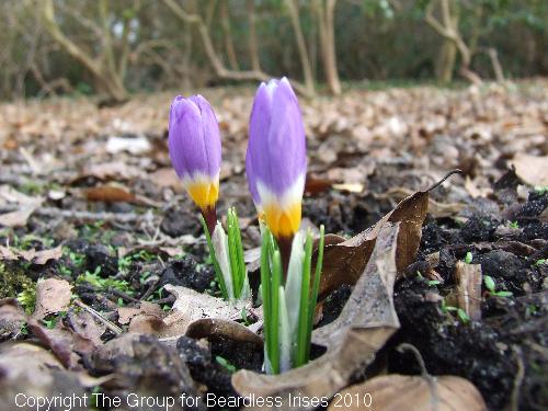 dunhammassey (11)